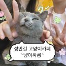 냥이싸롱 이미지