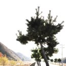 대탄리 파라다이스 모텔 옆 | 해파랑길21코스 / 영덕 해맞이공원 · 경정리대게마을 · 죽도산전망대