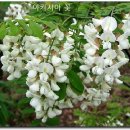 아카시아 이미지