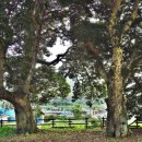 관매도 후박나무 이미지