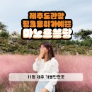 제주도관광 명소 제주도 11월 핑크뮬리 축제 마노르블랑