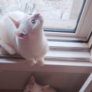 길고양이 마을(카스카) 네이버블로그