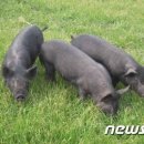 제주흑돼지 이미지