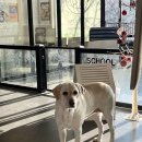 휘게 펫케어 이미지