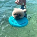 애월류가 이미지