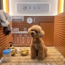 햇살찜질방 | 애견동반 찜질방 휴일도 이천점 솔직후기 | 이천 반려견동반 추천지