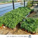 까사폴라리스 이미지