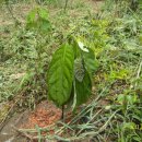 연구농장 이미지