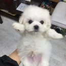 꼬마애견샵 이미지