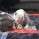 아메리칸 불리 하우스 이미지