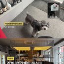 안양 애견동반 식당 추천, 가방 없이 함께한 오프닛 메뉴 후기