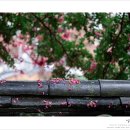 호국로 배롱나무길 이미지