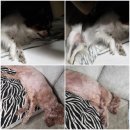 리더스독 이미지