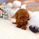 강아지나라 강아지분양 익산점 | 강남강아지분양 전문 신뢰할 수 있어요