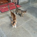 [입양홍보] 숙부네 아파트상가의 아이돌 고양이, 씩씩한 도나와 평생을 함께해주실 가족을 찾습니다! 이미지
