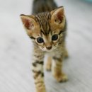 뱅갈냥이 이미지