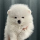 부산애견유치원 댕스하우스 | 부산사하구강아지분양 댕스하우스