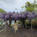 사회복지법인 여수애양병원 | 전남 여수 등나무꽃 명소