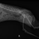 쥬라기동물병원 이미지