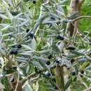 올리브나무 이미지