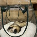 낙성농장 | 홍대 망치 동물학대 동물카페 페럿월드 쥬인더시티 그리고 일기