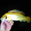 황쏘가리 이미지