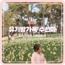 명보장 | 충남 서산 유기방가옥 수선화 꽃 축제 솔직후기 입장료 주차 꿀팁
