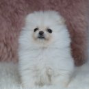 레인 켄넬 이미지