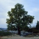 포은로 은행나무길 이미지