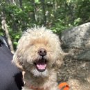 모락초등학교 | 의왕 모락산 애견동반 등산후기!(소형견) 코스추천/초보등산추천