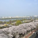 명랑견생 | 서울 벚꽃 명소ㅣ2026 여의도 벚꽃 축제 정보 (국회의사당 카페 강변서재 방문 후기)