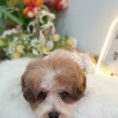 그리다 펫살롱 이미지