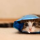 상자 안 고양이