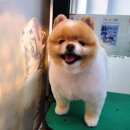 와와리 애견미용 | 배곧 호반센트로하임 와와리 애견미용