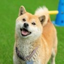 즐거운 애견 이미지