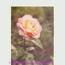 강 나 루 이미지