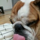 낼름 낼름 이미지