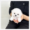 강아지 사랑 | 양주강아지분양 후기, 사랑스러운 말티푸와 만난 첫날