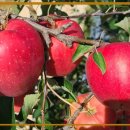 명성농장 이미지