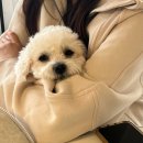 덕분이야모든개 | 동탄 영천동 애견유치원, 덕분이야모든개