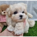 아이러브독 강아지분양 부천점 이미지