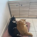 시바나라 이미지