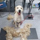 보람애견미용 이미지