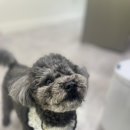 견생식탁 이미지