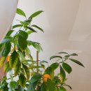 카페그랜드파파 이미지