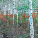 빛-자작나무 이미지