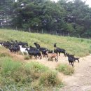 학원목장 이미지