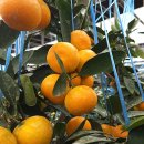 내외로L 이미지