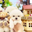 퍼피힐 강아지분양 이미지