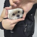 라임펫 | 와츠인마이블로그-요즘의 조각들 #10 스와니펫 반려동물 라임 프론트백(강아지 이동가방) 구매후기